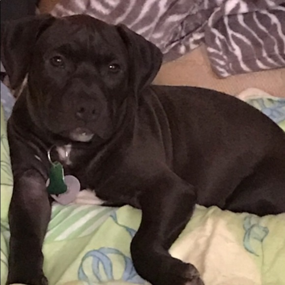 Other - My newest rescue ❤️ Other - My newest rescue ❤️